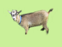 Pygmy Dwarf Goat Isabella